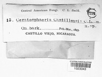 Ceratosphaeria castillensis image
